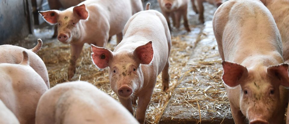 British Pig Farmers Ask Government To Ease Immigration Rules