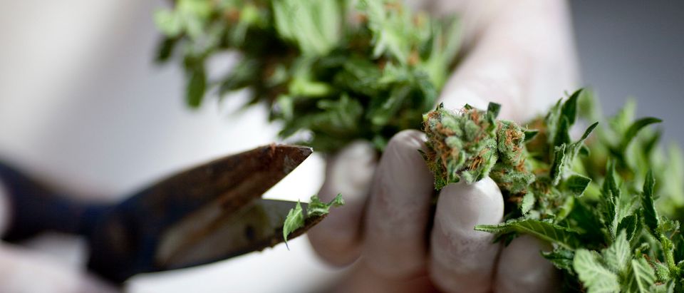 Israel Pioneers Use Of Medical Marijuana