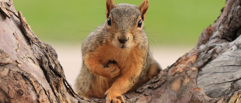 Squirrel (Credit: Shutterstock/Vaclav Matous)