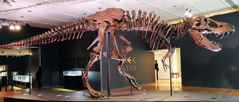 Dinosaur Fossil Sea Dragon London