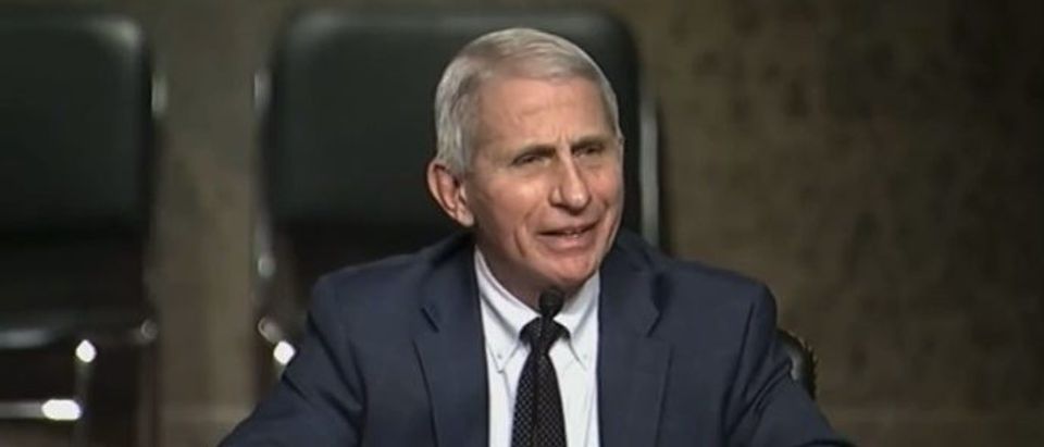 Dr. Anthony Fauci testifies before the Senate about the Biden Administration's COVID response [Twitter Screenshot Daniel Desrochers]
