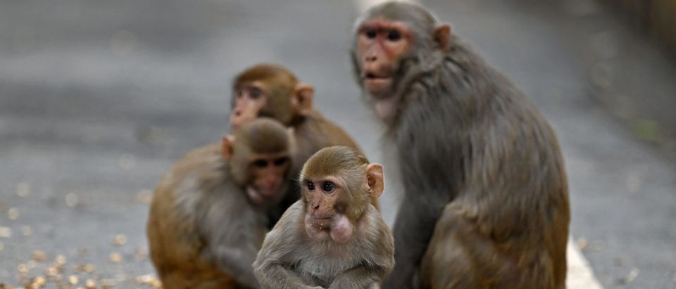 Monkeys eat peanuts thrown by commuters along a street on a cold winter day in New Delhi on January 24, 2022.