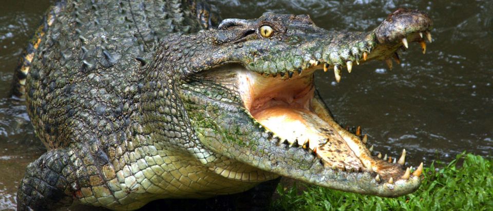Crocodile (Credit: Shutterstock/Audrey Snider-Bell)