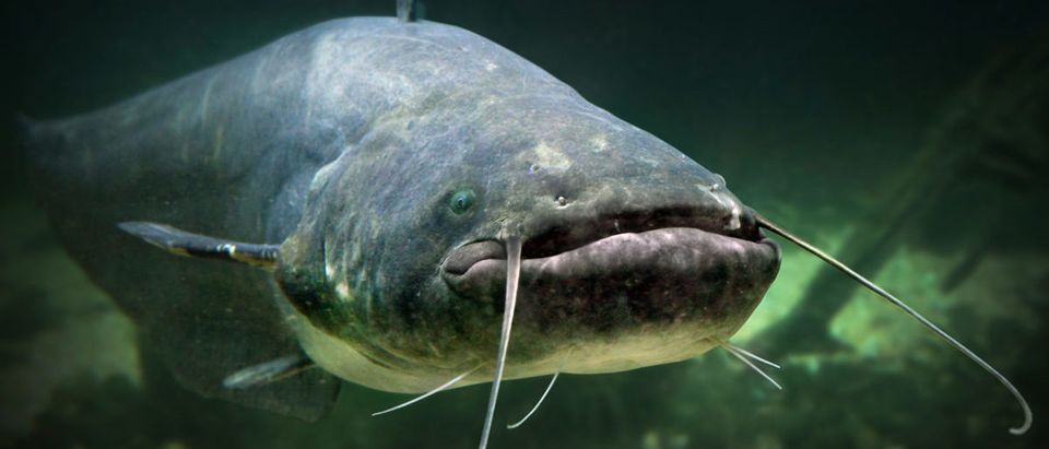 Catfish (Credit: Shutterstock/Kletr)