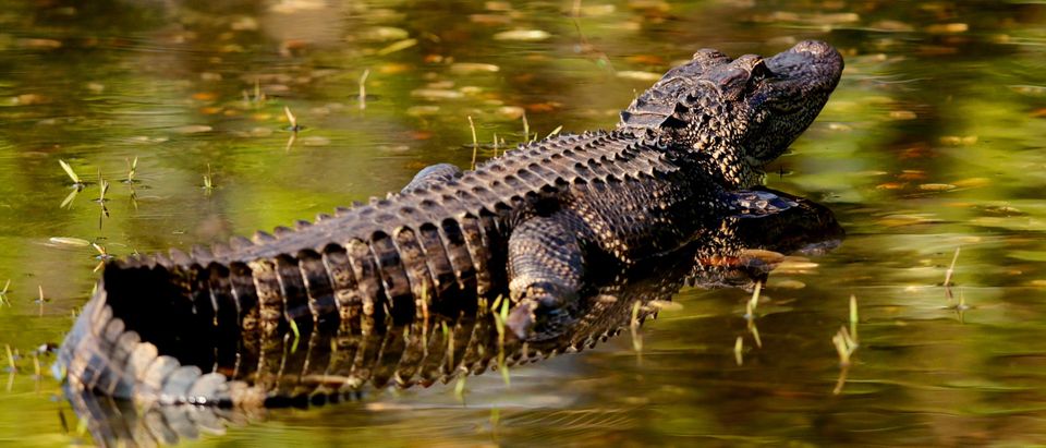 Alligator in Florida *not the same one from story