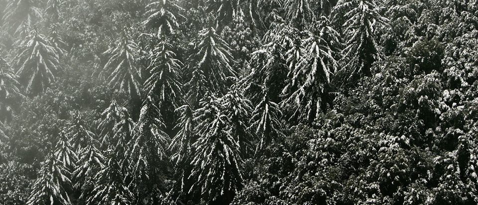 LOS ANGELES, CA - APRIL 20: Snow falls on trees along the Angeles Crest Highway in the San Gabriel Mountains as a late-season Pacific storm brings rain and snow to southern California which is facing a drought year with an unbroken wildfire season on April 20, 2007 in the Angeles National forest about 20 miles northwest of Los Angeles, California. The storm is not expected to make up for what has so far become the driest winter since records began in 1877. Only about 2 ? inches have fallen prior to this storm and the seasonal expectation was 14. Rain is uncommon in the region after the end of winter. Firefighters are bracing for a challenging fire season which has not ended since the start of last year?s fire season. In 2006, the nation?s worst year, wildfires burned across nearly 15.5 thousand square miles, an area close to the size of Switzerland. (Photo by David McNew/Getty Images)