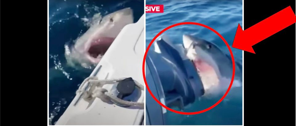 Shark Attack (Credit: Screenshot/YouTube https://www.youtube.com/watch?v=AvoV0GEb14g)