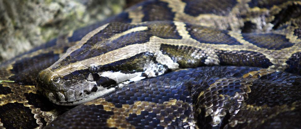 A Burmese Python sits still in a cage at the Palm Beach Zoo in Florida