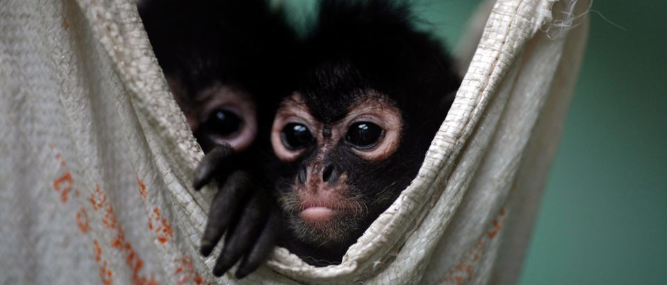 Couple of Spider Monkeys, found on bus inside bag with three dead monkeys, rest in hammock at Mexico's Federal Wildlife Conservation Center