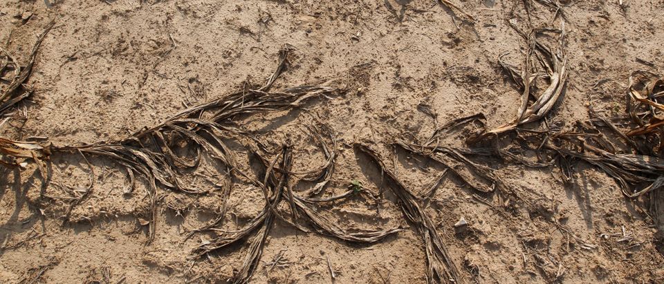 Dead corn plants are seen on a drought-stricken field in Oakland City