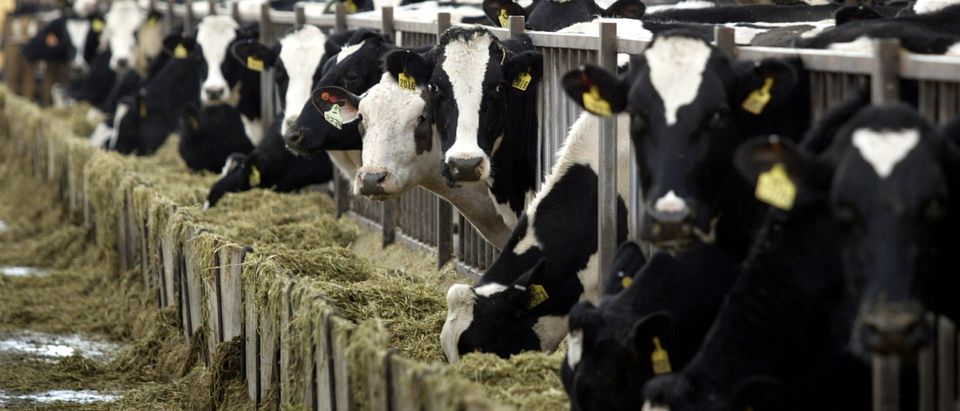 Healthy Holstein dairy cows feed at a farm in central Washington