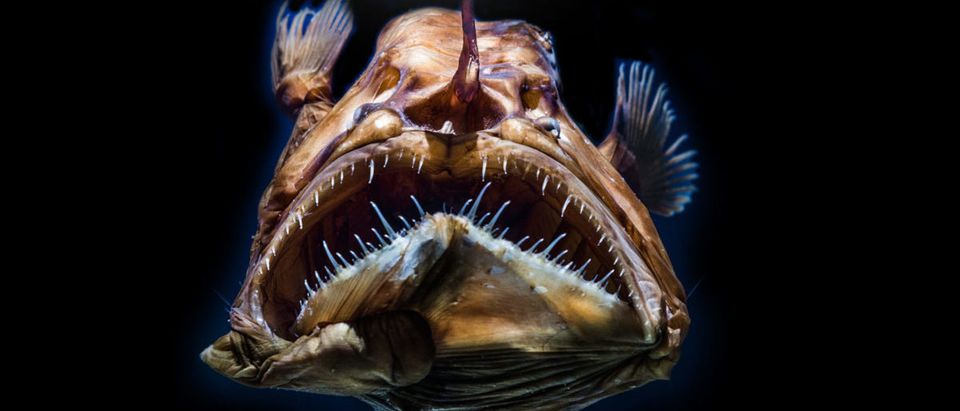 Fish (Credit: Shutterstock/superjoseph)