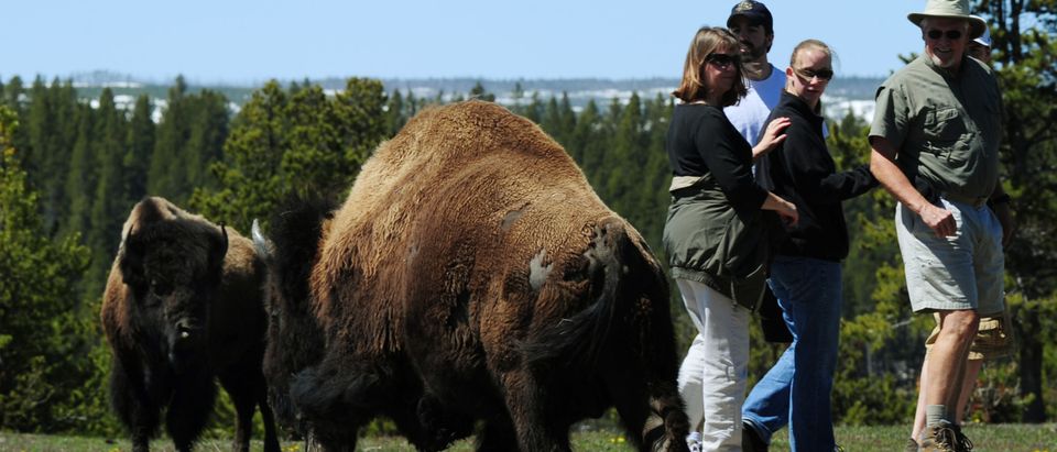 American Bison pAmerican Bison (also known as Buffalo) pass by tourists at Yellowstone National Park, Wyoming on June 1, 2011