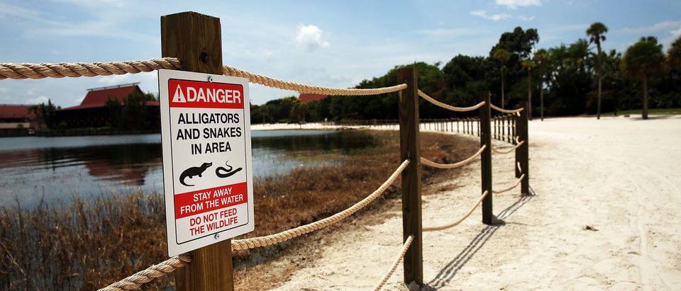 Disney Installs Alligator Warning Signs In Aftermath Of Toddler Death At One Of Its Resorts