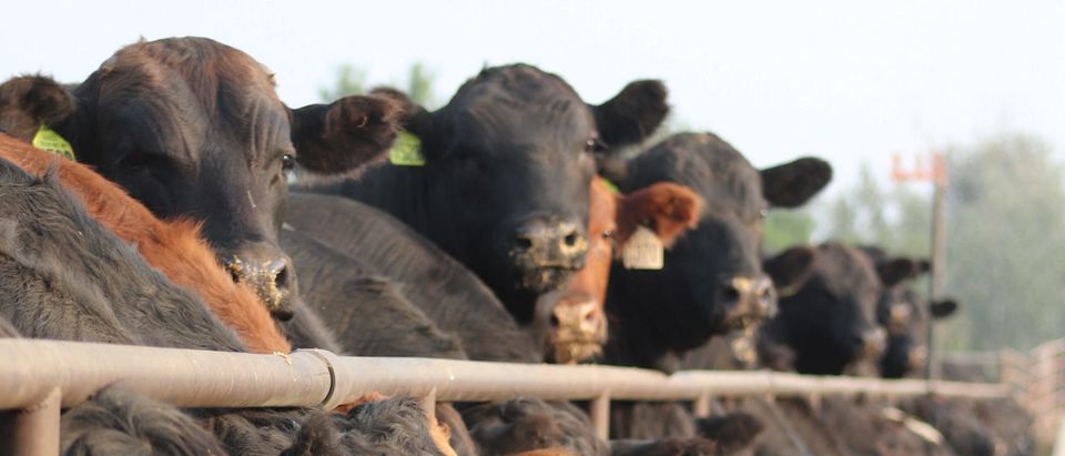 Five Rivers Cattle Feeding, in Ulysses, Kansas