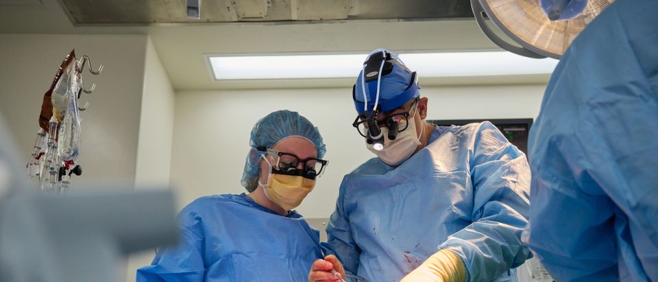 Doctors Successfully Transplant Pig Hearts Into 'Brain-Dead' Patients