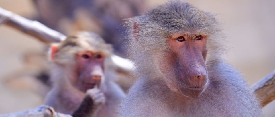Media Alarmists Are Desperate To Turn Monkeypox Into The Next COVID