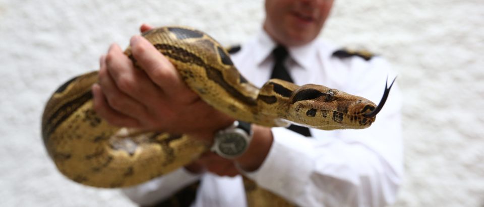 RSPCA Reveal The Exotic Pets They Rescue