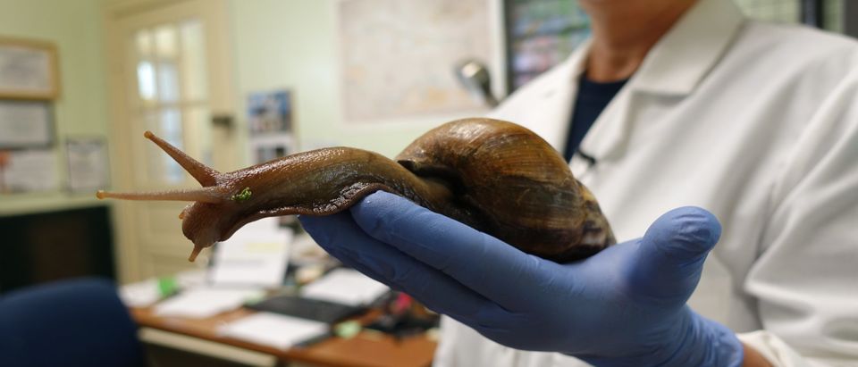 US-SCIENCE-HEALTH-ENVIRONMENT-SNAILS