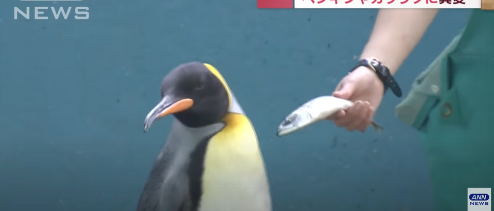 Penguins and otters at a Japanese aquarium are refusing to eat a cheaper alternative [Youtube ANNnewsCH]