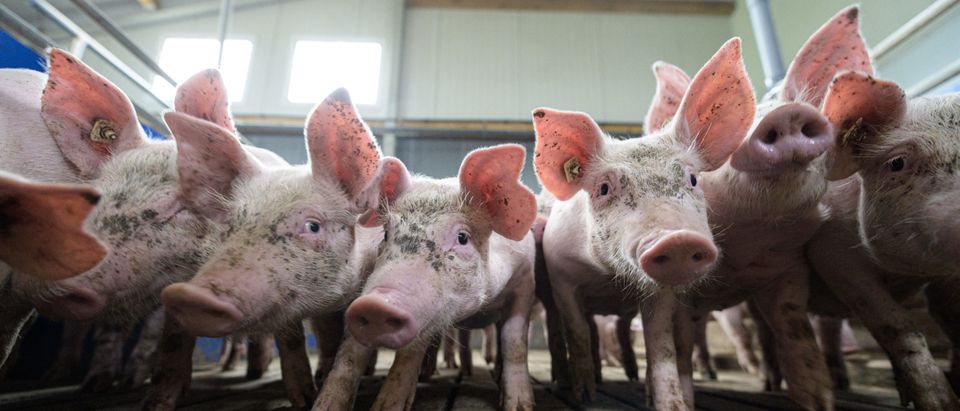 Pig Farmers Fear Losses As Slaughterhouses Remain Closed Following Covid-19 Outbreaks