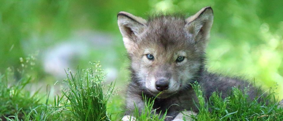 Quebec,,Canada,-,June,14,,2016:,Grey,Wolf,(canis,Lupus)