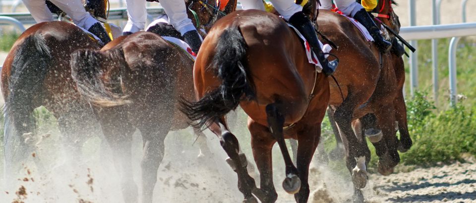 Finish,Horse,Race,On,Hippodrome,caucasus. Finish,Horse,Race,On,Hippodrome,caucasus. Shutterstock/Mikhail Pogosov