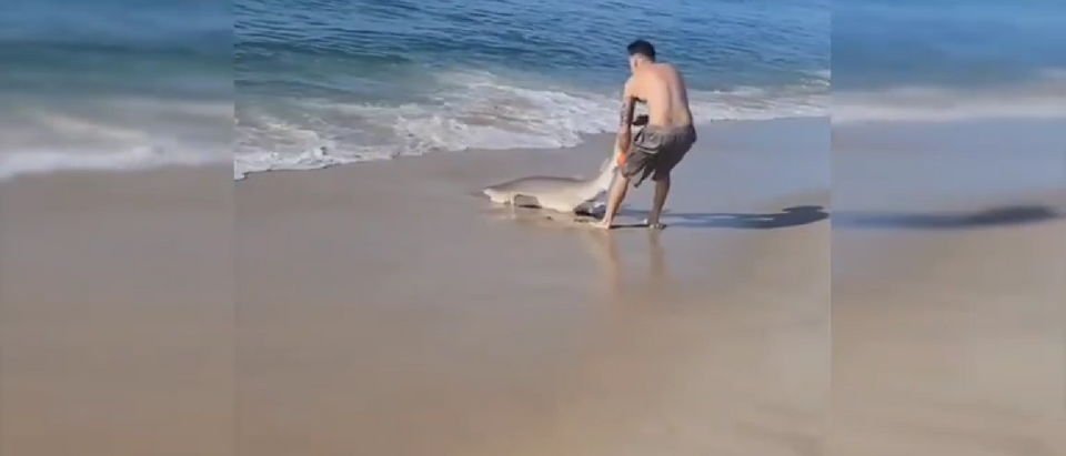 Man wrestles shark on the shores of new york beach, The New York Post
