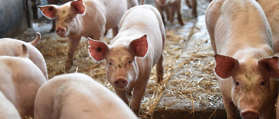 Scientists Create Zombie Pigs In Attempt To Revive Dead Organs