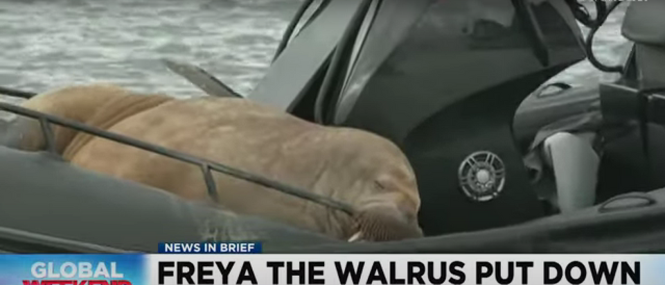 Freya that walrus in Norway euthanised by government. [Screenshot/YouTube/ Global World]