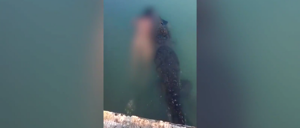 crocodile drags naked dead mean through lagoon, new york post