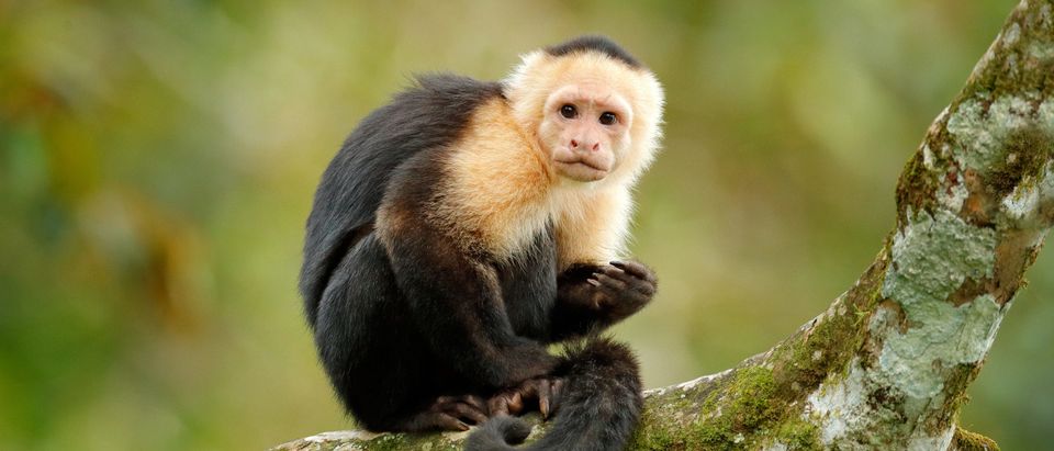 White headed Capuchin monkey sits on a tree. This image does not depict the monkey mentioned In story [Shutterstock Ondrej Prosicky]
