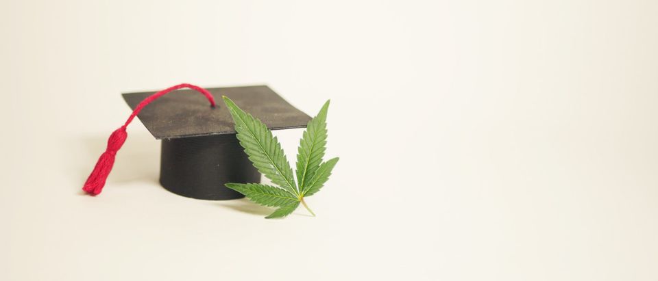 Graduate,Hat,With,Marijuana,Leaf.,Cannabis,College.,Class,Of,Banner