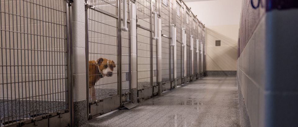 Animal Shelters Across The Country Are Experience Overcrowding