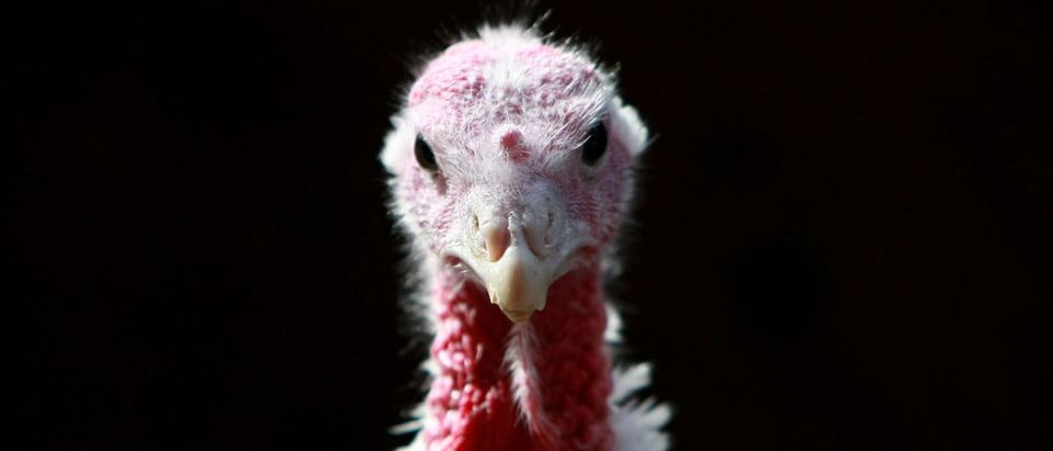 California Turkey Farm Raises Mainstay Of Thanksgiving Dinner