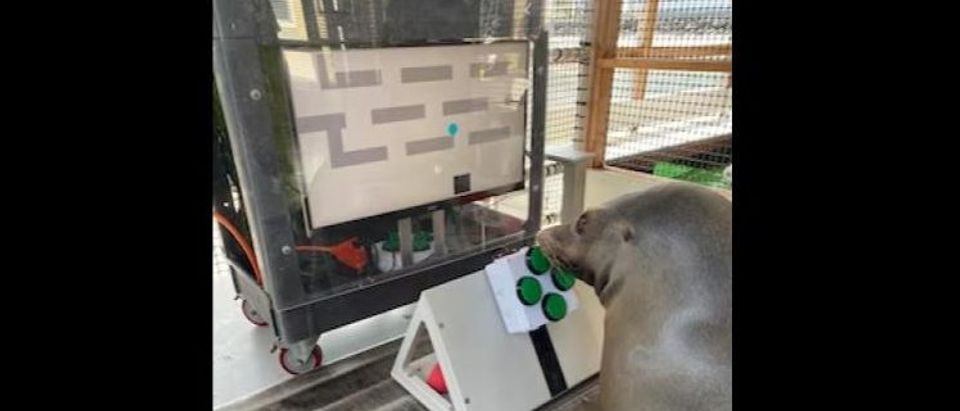 Sea lions taught how to play video games by US Navy scientists