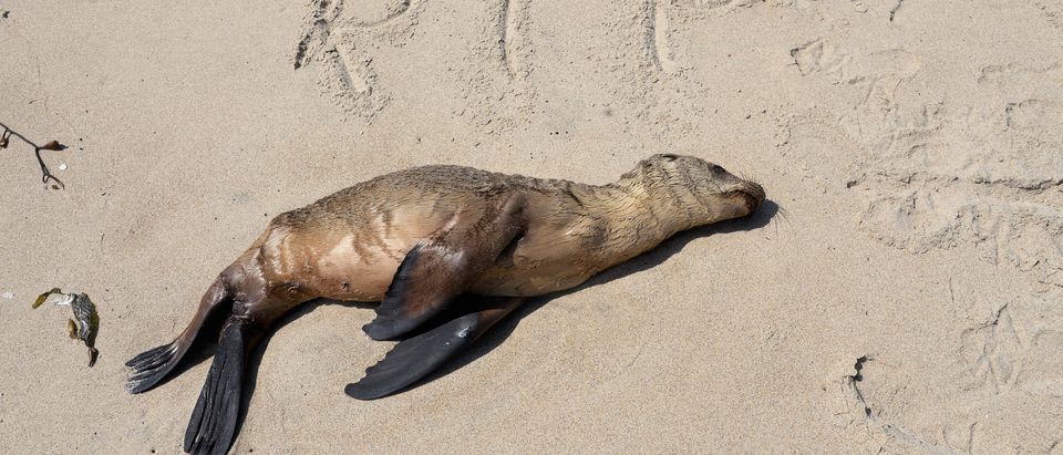 Experts Weigh In On Why Hundreds Of Sea Lions, Dolphins Are Washing Up