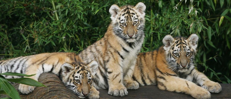 Indianapolis Zoo announces death of third Amur tiger cub triplet