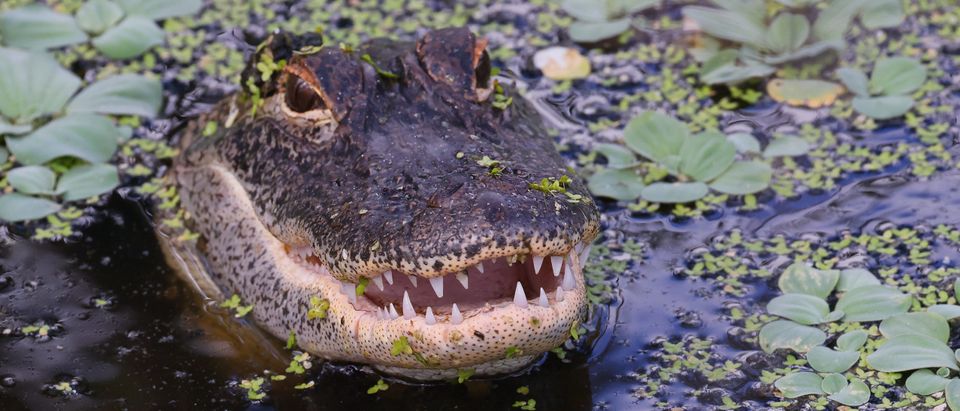 Fan and support alligator Wally denied entry into Phillies game