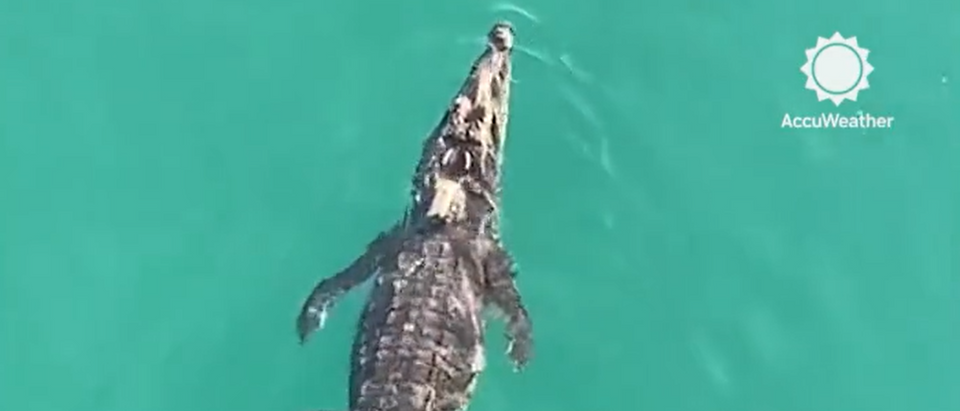 Crocodile Spotted off Popular South Florida Fishing Pier - Florida