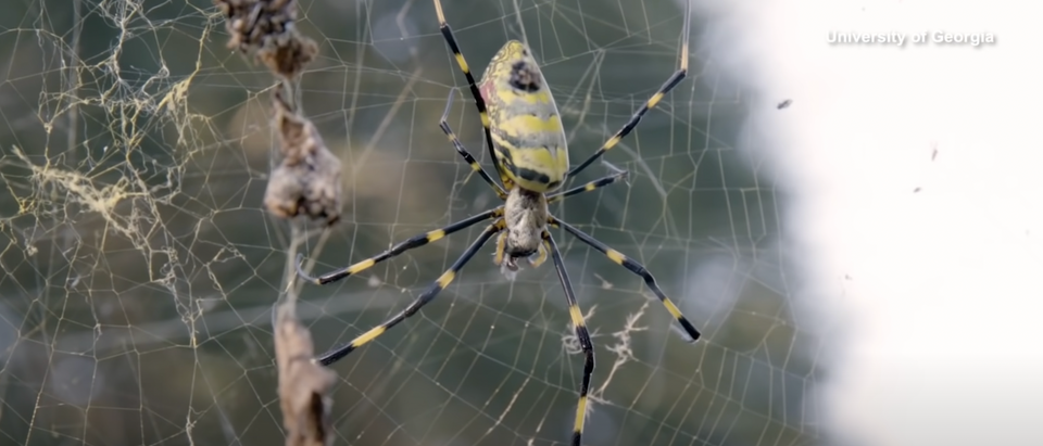 These large, invasive spiders could spread throughout the eastern U.S.