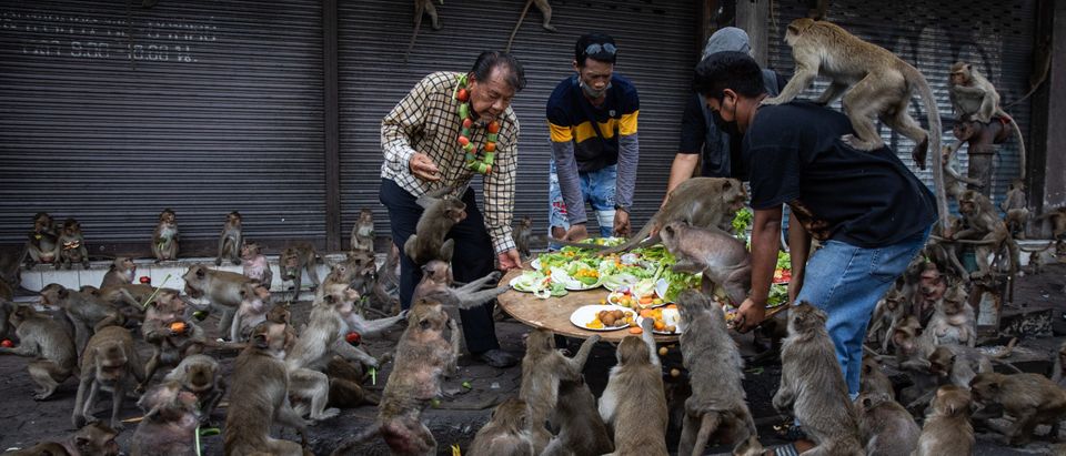 Lopburi, Thailand, Plans To ‘Jail’ Thousands Of Monkeys In Last-Ditch Effort: REPORT